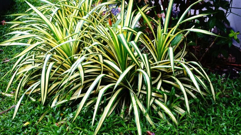 Cây Cỏ Lan Chi mang đến thành công