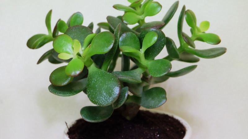 Cây Ngọc Bích tượng trưng cho sự giàu có