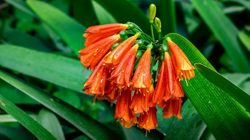 Cây Lan Quân Tử thể hiện sự sung túc