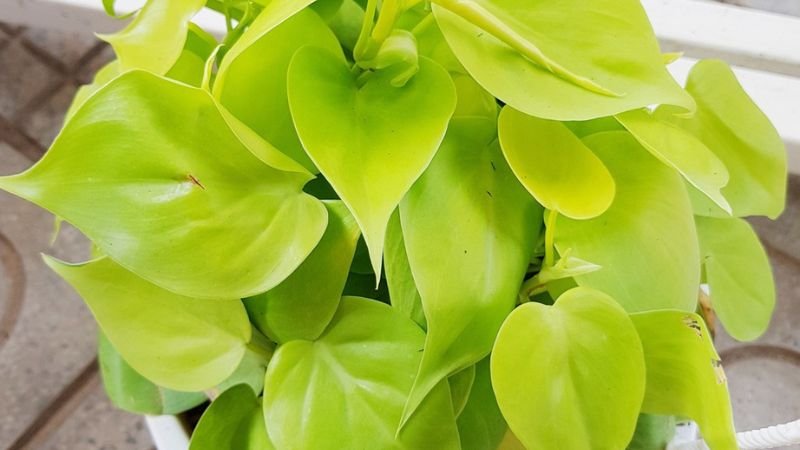 Cây Trầu Bà Vàng mang lại thịnh vượng