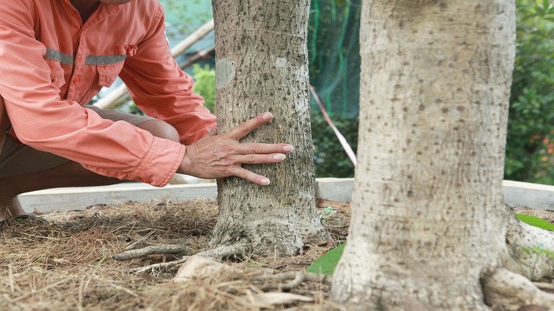 Cây mộc hương được trồng trong chậu, đang trong giai đoạn phát triển xanh tốt, lá bóng mượt, cho thấy sự chăm sóc kỹ lưỡng để đạt được vẻ đẹp tối ưu.
