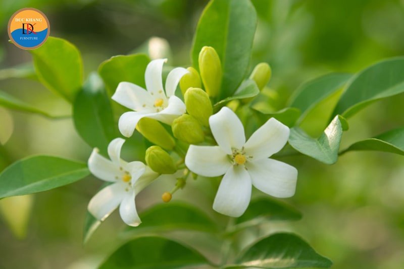 Người tuổi Thân tìm hiểu cây nguyệt quế hợp với tuổi nào để thu hút vận may