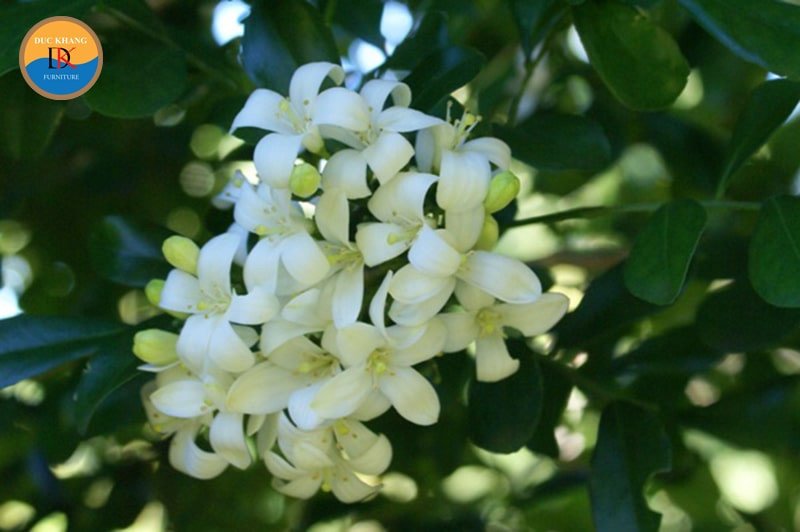 Chăm sóc cây nguyệt quế với đất, nước và ánh sáng phù hợp cho phong thủy