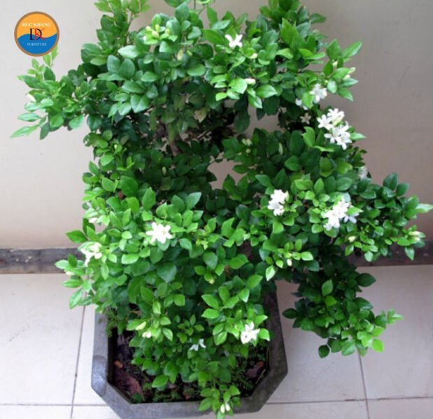 Cây Nguyệt Quế Hợp Với Tuổi Nào: Bí Quyết Thu Hút Vận May