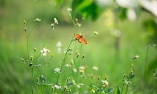 Bàn tay người phụ nữ đang lật trang sách tử vi