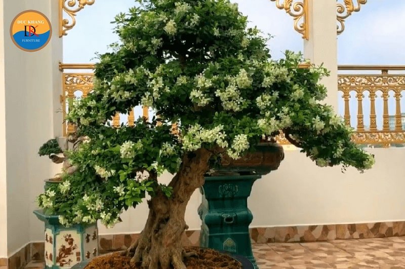 Cành lá nguyệt quế tươi tốt, tượng trưng cho tài lộc và sự bình an trong ngôi nhà