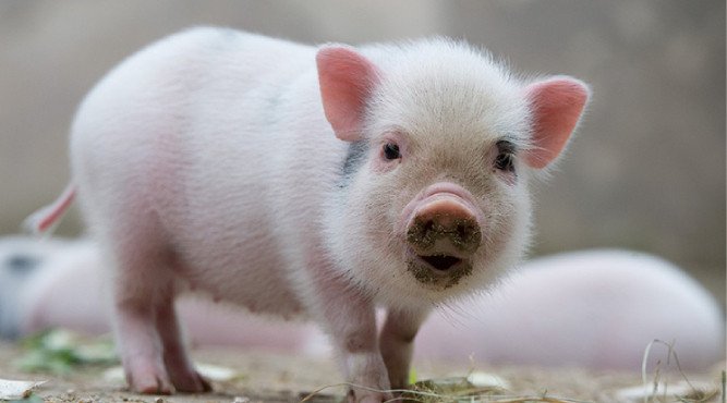 Tuổi Tân Hợi Hôm Nay Tốt Hay Xấu: Giải Đáp Theo Góc Nhìn Tâm Linh