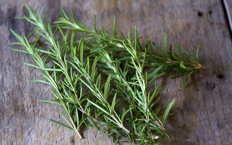 Cành hương thảo tươi, thảo mộc thanh lọc tinh thần