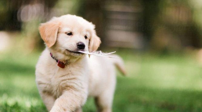 Chân dung cô gái tuổi Tuất trầm tư