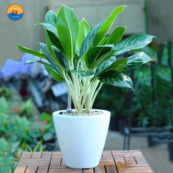 Cây Bạch Mã Hoàng Tử trong chậu trắng đặt trên bàn làm việc