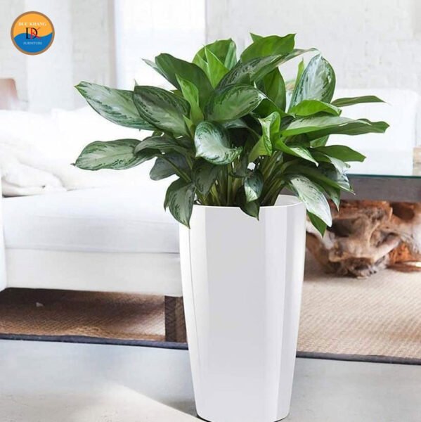 Cận cảnh lá cây Bạch Mã Hoàng Tử với gân lá nổi bật