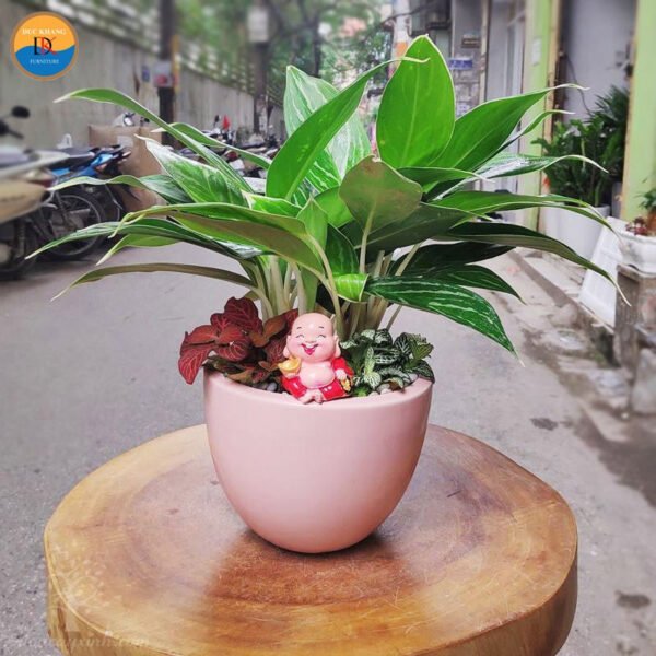 Cây Bạch Mã Hoàng Tử được chăm sóc kỹ lưỡng với lá xanh mướt