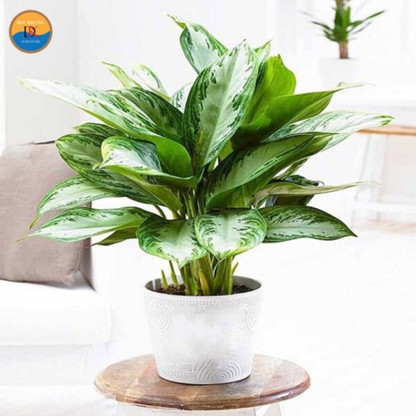 Cây Bạch Mã Hoàng Tử lá xanh gân trắng trong chậu sứ trắng đẹp mắt