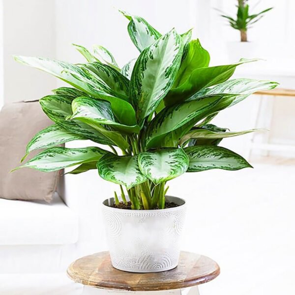 Cây bạch mã hoàng tử có chứa độc tố nhẹ, cần cẩn trọng khi chăm sóc, đặc biệt với trẻ nhỏ và vật nuôi