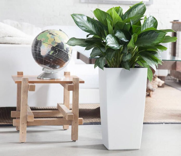 Đặt cây bạch mã hoàng tử tại vị trí phù hợp trong nhà hoặc văn phòng để tối ưu phong thủy và trang trí