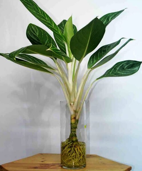 Trồng cây bạch mã hoàng tử theo phương pháp thủy sinh mang lại vẻ đẹp độc đáo và dễ chăm sóc