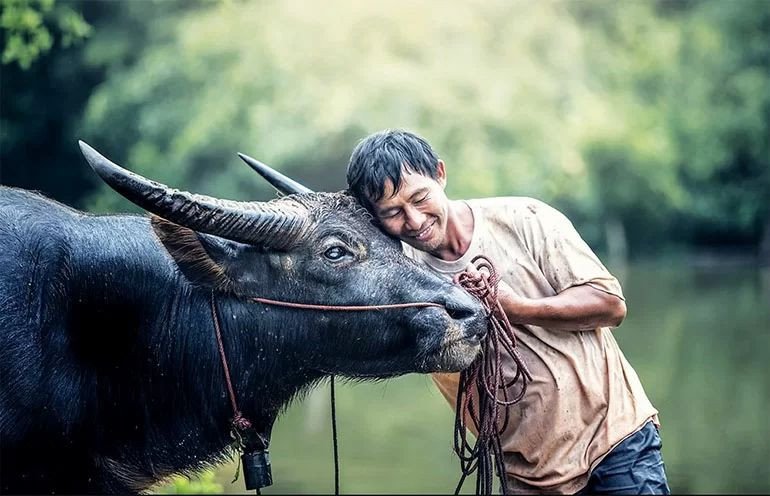 1985 tuổi con gì mệnh gì, tính cách nam