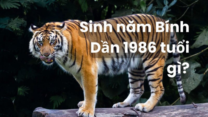 Bính Dần 1986 tuổi con gì