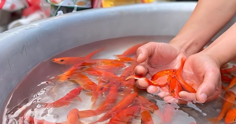 Lễ vật cúng ông Công ông Táo chuẩn truyền thống