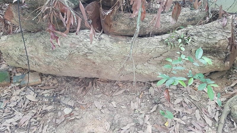 Đặc điểm nổi bật của gỗ cây nhãn