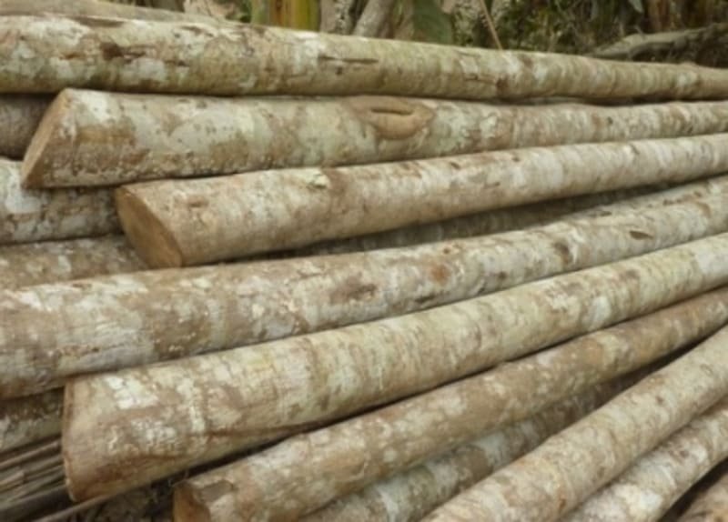 Do tính chất mềm và nhẹ, độ bền cơ học của gỗ mỡ không cao, khả năng chịu lực kém hơn so với các loại gỗ cứng khác