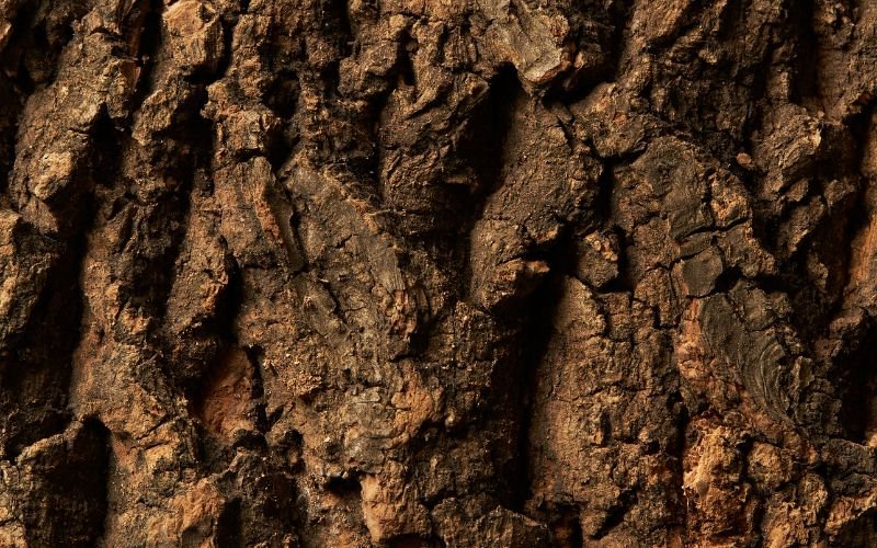 Giá trị và ý nghĩa của 4 loại gỗ tứ thiết trong đời sống