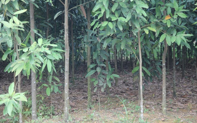 Gỗ Quế Dùng Làm Gì Trong Đời Sống Hằng Ngày