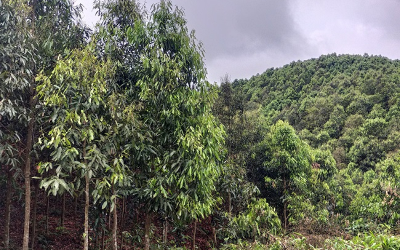 Gỗ Quế Dùng Làm Gì Trong Y Học Dân Gian