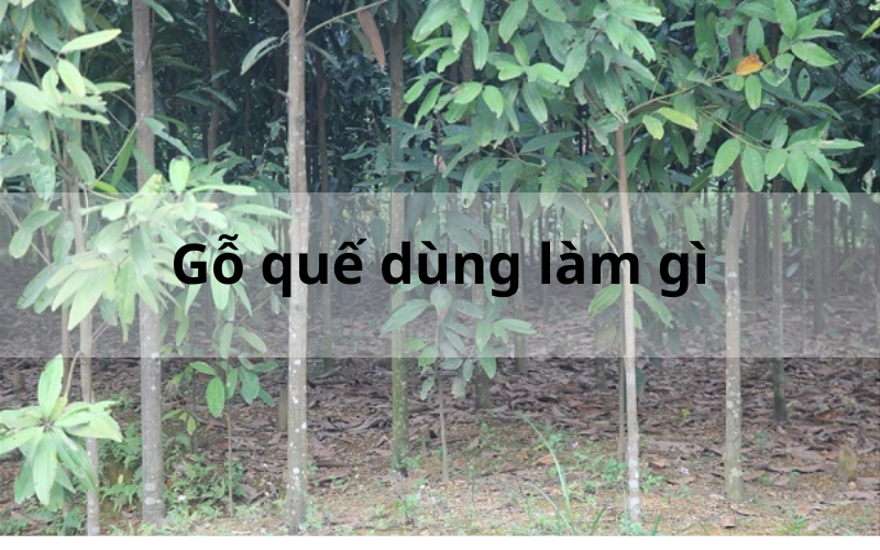 Gỗ quế dùng làm gì và những giá trị nổi bật của loại gỗ này