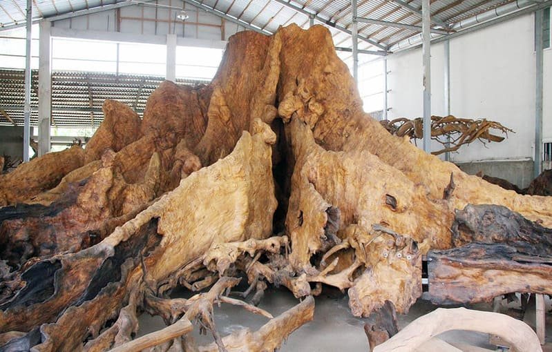 Một trong những công dụng của gỗ bàng là làm nguyên liệu cho ngành sản xuất đồ nội thất