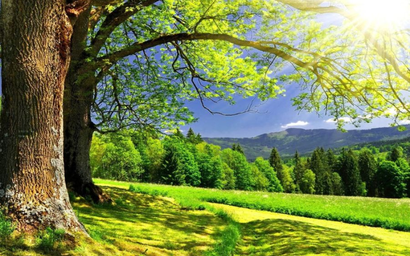 Nên Trồng Cây Lấy Gỗ Gì Phù Hợp Đất Đồi, Đất Rừng