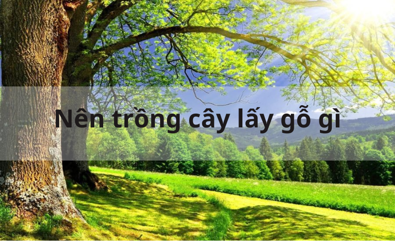 Nên trồng cây lấy gỗ gì để thu lợi nhuận tối ưu