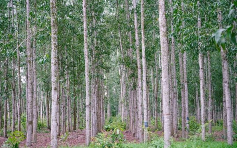 So Sánh Nhanh Các Loại Cây Gỗ Phổ Biến