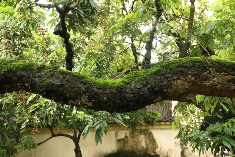 Ưu điểm và hạn chế khi sử dụng gỗ nhãn