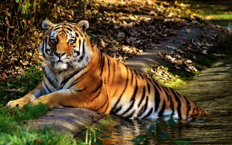 Diễn Biến Vận Mệnh Giáp Dần 2034 Qua Từng Giai Đoạn Cuộc Đời