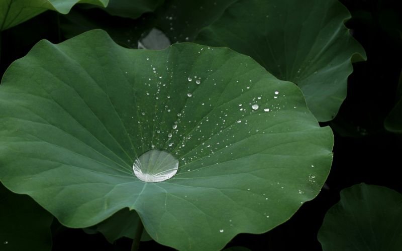 Tên Ngọc Diệp Thuộc Mệnh Gì Trong Phong Thủy Ngũ Hành