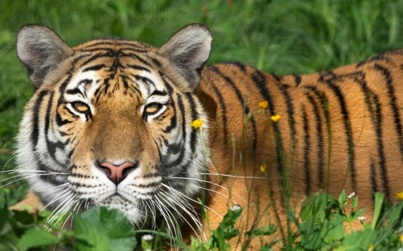 Tình Duyên Và Hôn Nhân Của Người Tuổi Giáp Dần 2034