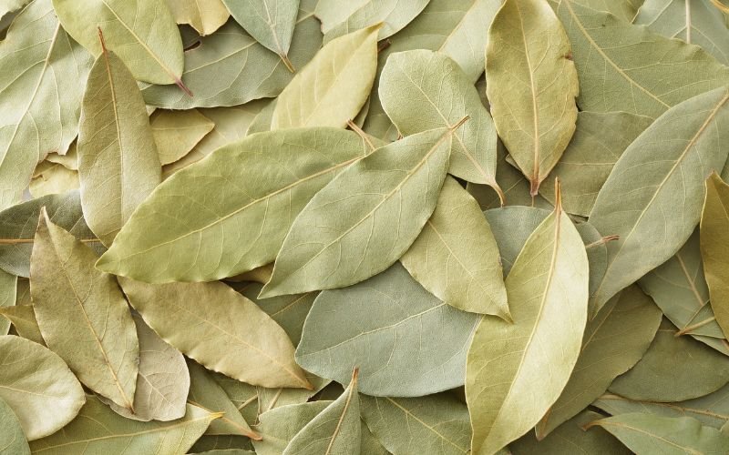 Ý Nghĩa Huyền Bí Của Hình Nền Lá Nguyệt Quế Trong Đời Sống Tâm Linh
