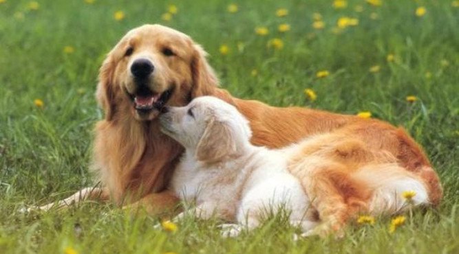 Tử Vi Giáp Tuất Hôm Nay: Dự Đoán Vận Trình Chi Tiết