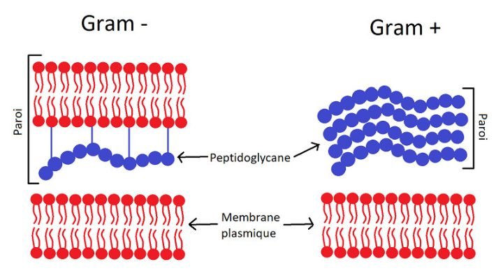 Thành phần peptidoglycan cấu tạo nên thành tế bào vi khuẩn