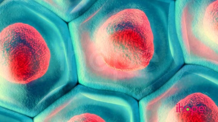 Hình dạng đa dạng của vi khuẩn nhờ thành tế bào vững chắc