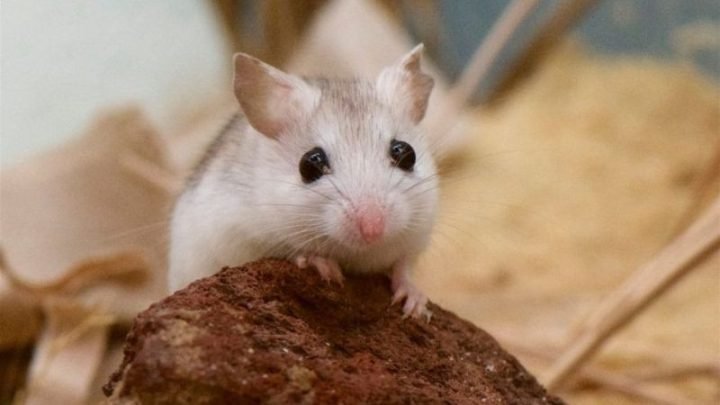 Minh họa các hướng nhà tốt và xấu cho gia chủ Bính Tý 1996 theo phong thủy