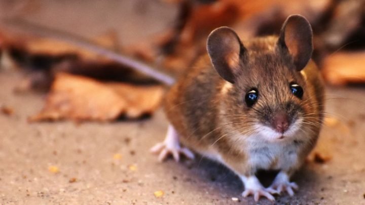 Tổng hợp các tuổi hợp và kỵ với Bính Tý sinh năm 1996 trong tình duyên và sự nghiệp