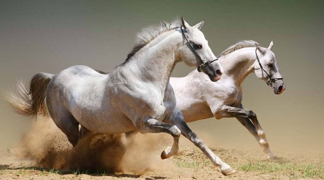 Hình ảnh một con ngựa dũng mãnh, thể hiện tinh thần tự do của tuổi Ngọ
