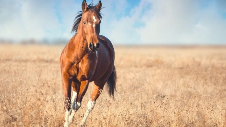 Tính cách nam giới sinh năm 1966 mệnh gì trong giao tiếp và công việc