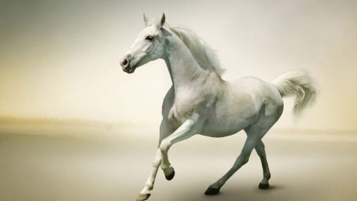 Tuổi hợp làm ăn cho Bính Ngọ 1966 mệnh gì theo quan niệm phong thủy