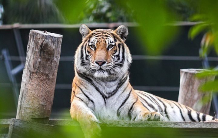 Người tuổi Dần với tính cách mạnh mẽ, quyết đoán trong phong thủy.