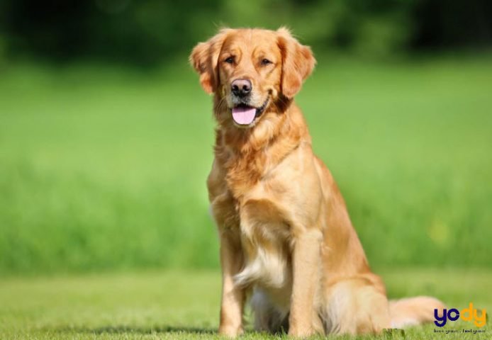 Quý Mão 1963 hợp với các tuổi Mùi, Tuất, Hợi trong tình duyên