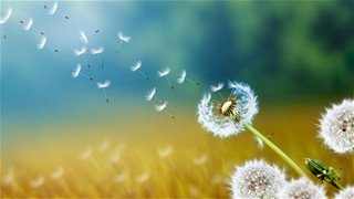 Coi tử vi ngày mai cho 12 con giáp dự đoán vận hạn