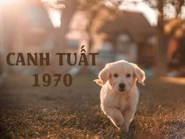 Toàn diện vận trình của nam mạng tuổi Tuất